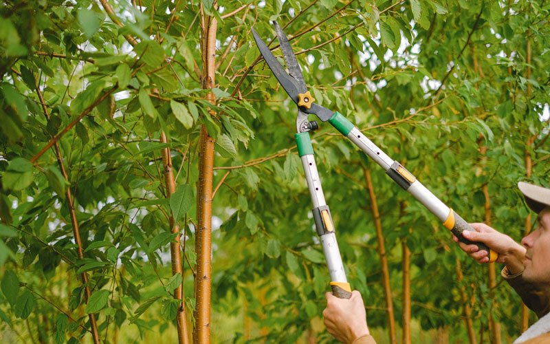 Tree trimming in Tichnor, AR