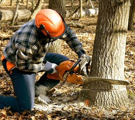 Tree Removal in Tichnor, AR